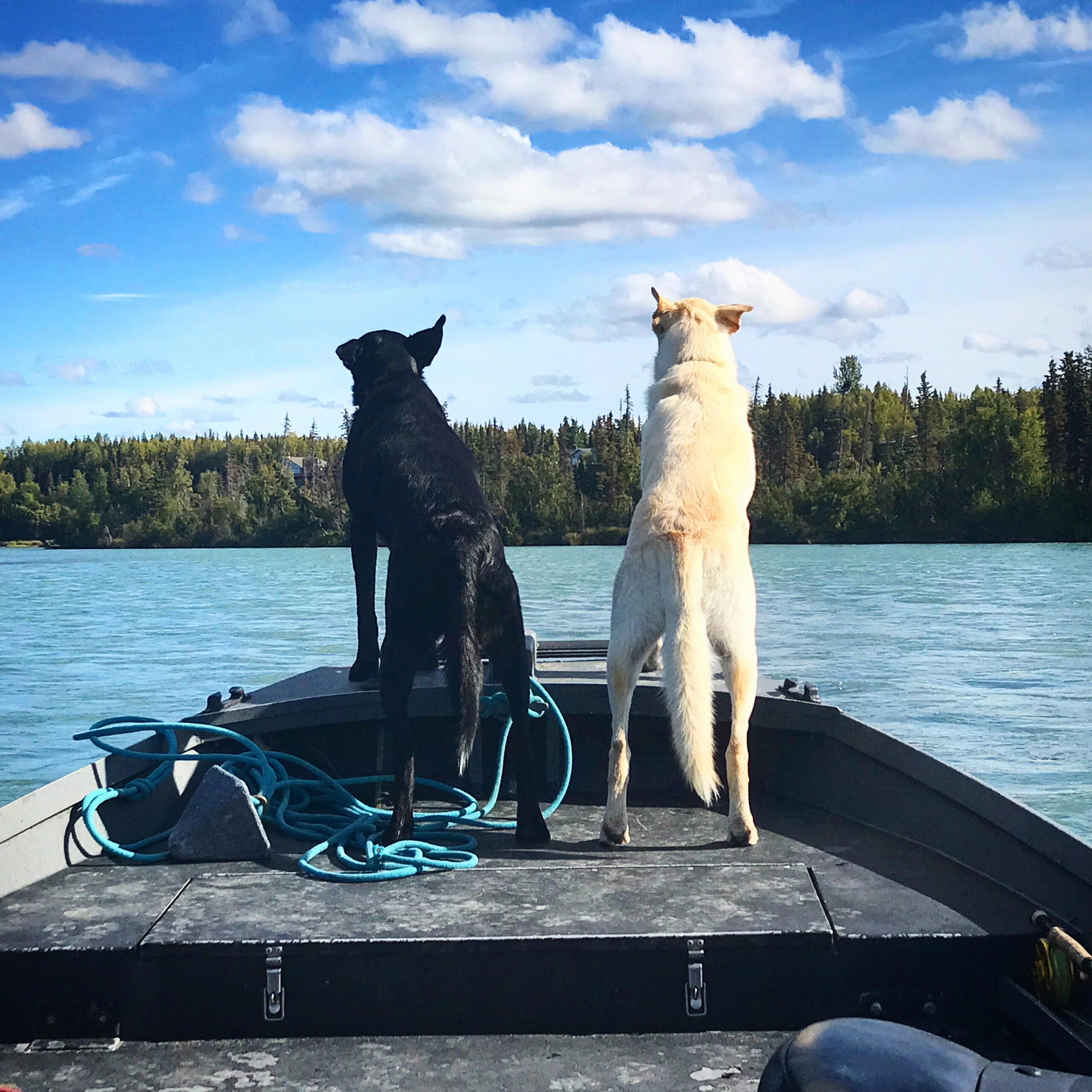 Dogs on bow