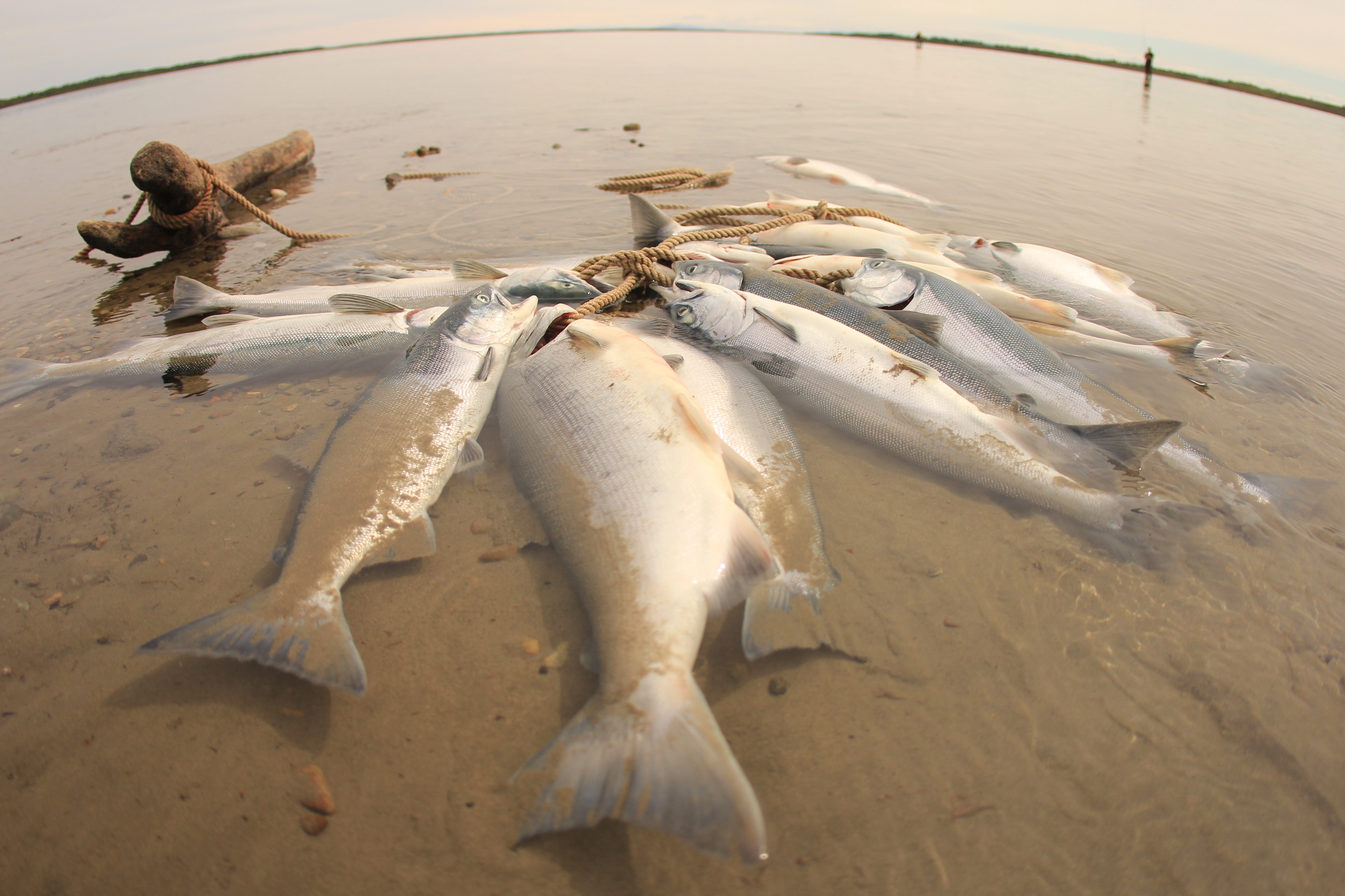 Expert Kenai River fishing guide with trophy rainbow trout