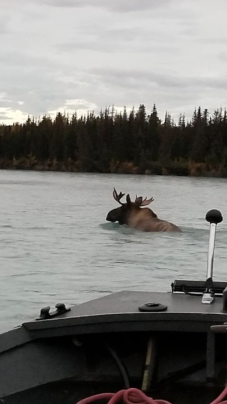 Moose crossing the Kenai River