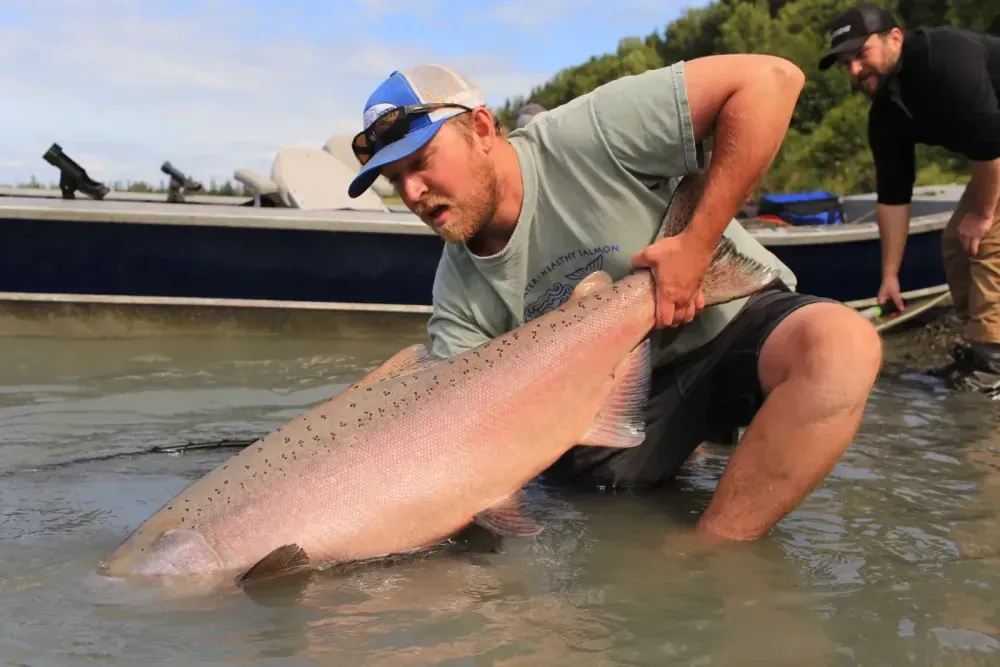 Kenai River King Salmon — close up