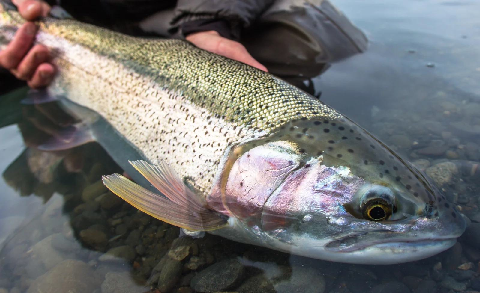 Kenai fishing guide trip photo 5