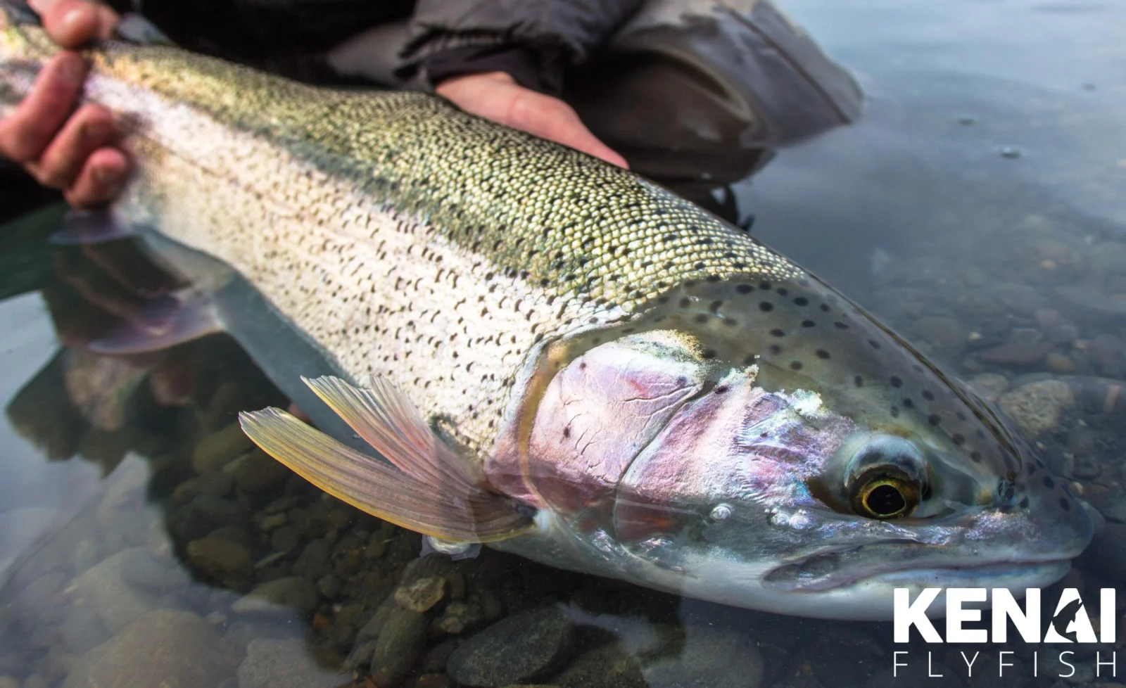 Kenai fishing guide trip photo 6