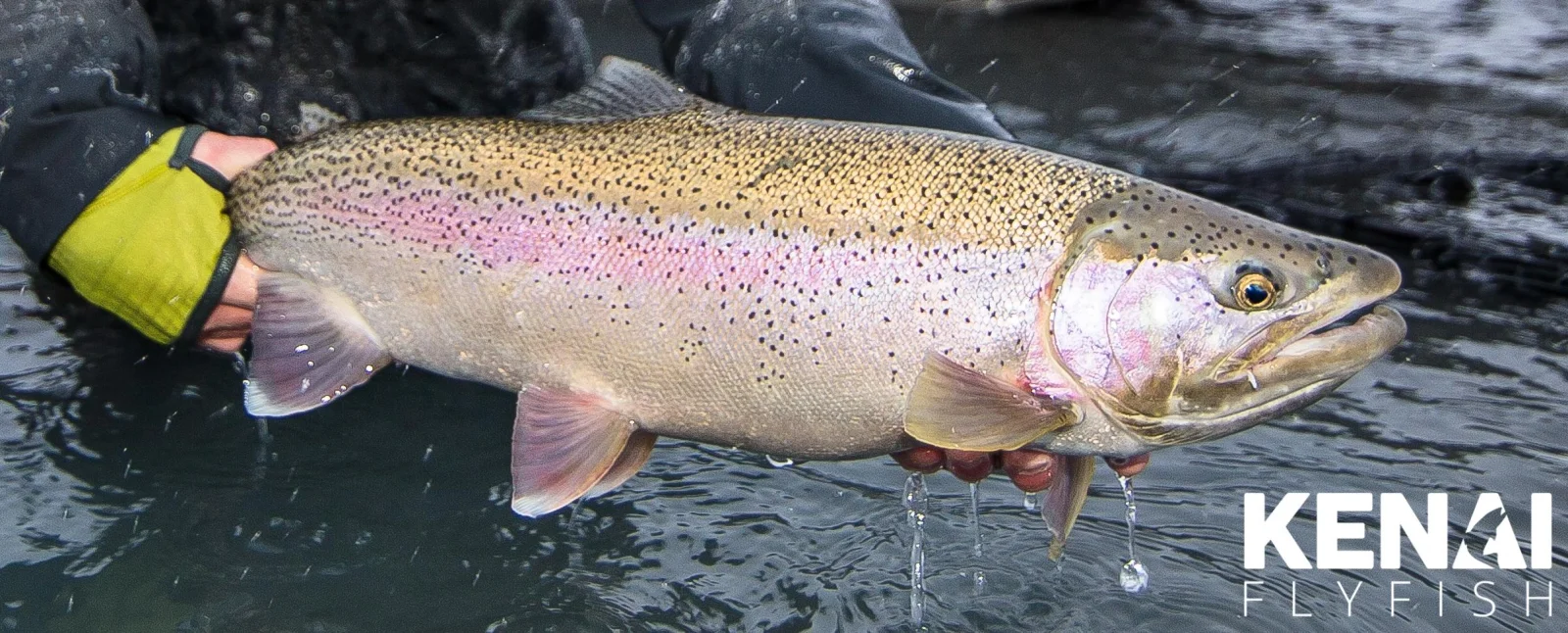 Rainbow Trout Fishing