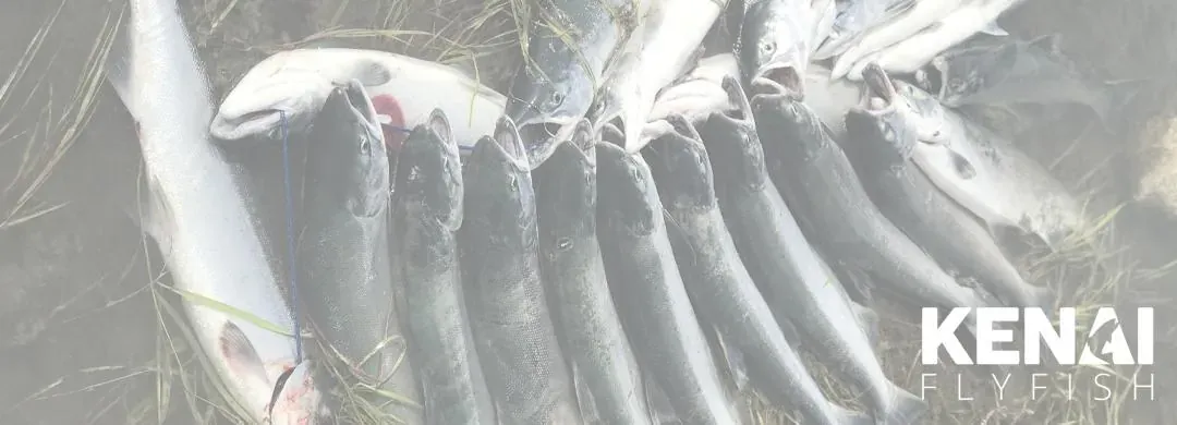 Kenai fishing guide trip photo 6