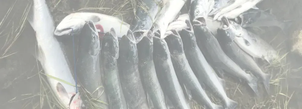 Kenai River sockeye salmon header shot